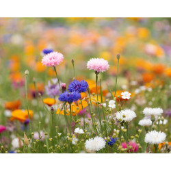 A5 wildflower seed paper sheet