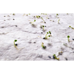 A5 wildflower seed paper sheet