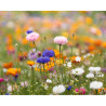 A6 wildflower seed paper sheet