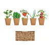 Salad growing kit